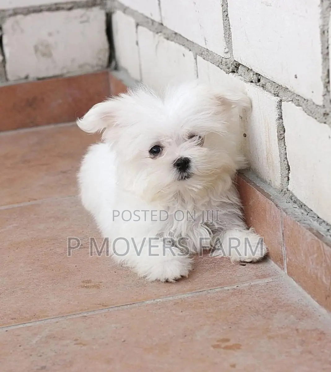 1-3 months Male Purebred Maltese