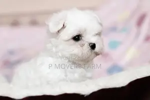 3-6 months Male Purebred Maltese