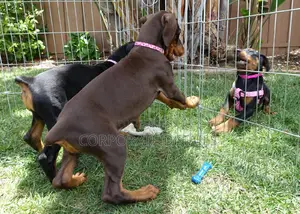 1-3 months Male Purebred Doberman Pinscher