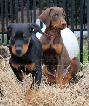 1-3 months Male Purebred Doberman Pinscher