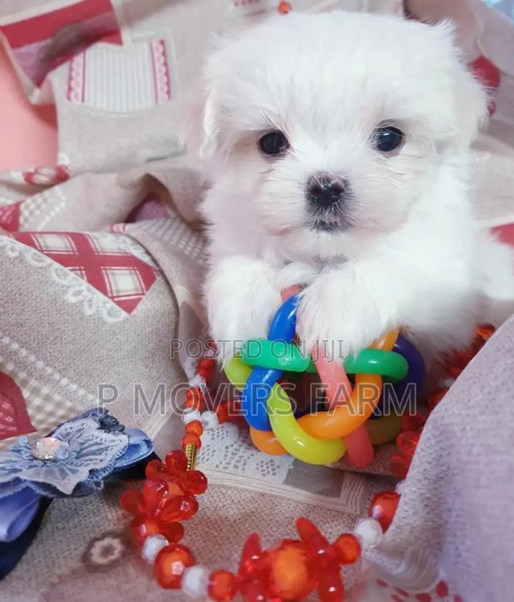 1-3 months Female Purebred Maltese
