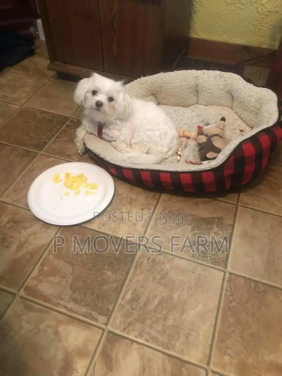 1-3 months Male Purebred Maltese