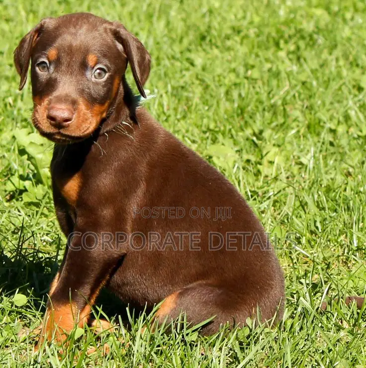 1-3 months Male Purebred Doberman Pinscher