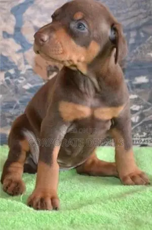 1-3 months Male Purebred Doberman Pinscher