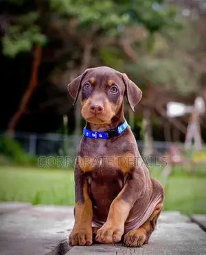 1-3 months Male Purebred Doberman Pinscher