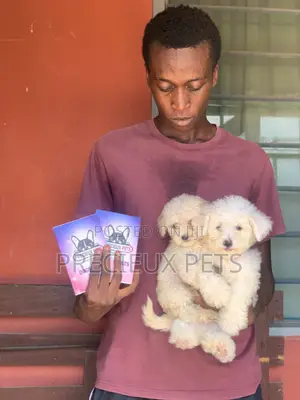 1-3 months Male Purebred Poodle