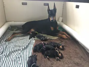 1-3 months Male Purebred Doberman Pinscher
