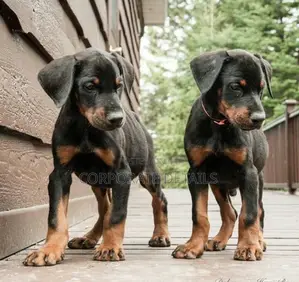 1-3 months Male Purebred Doberman Pinscher