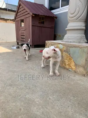 1-3 months Female Purebred American Pit Bull Terrier