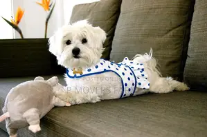1-3 months Male Purebred Maltese