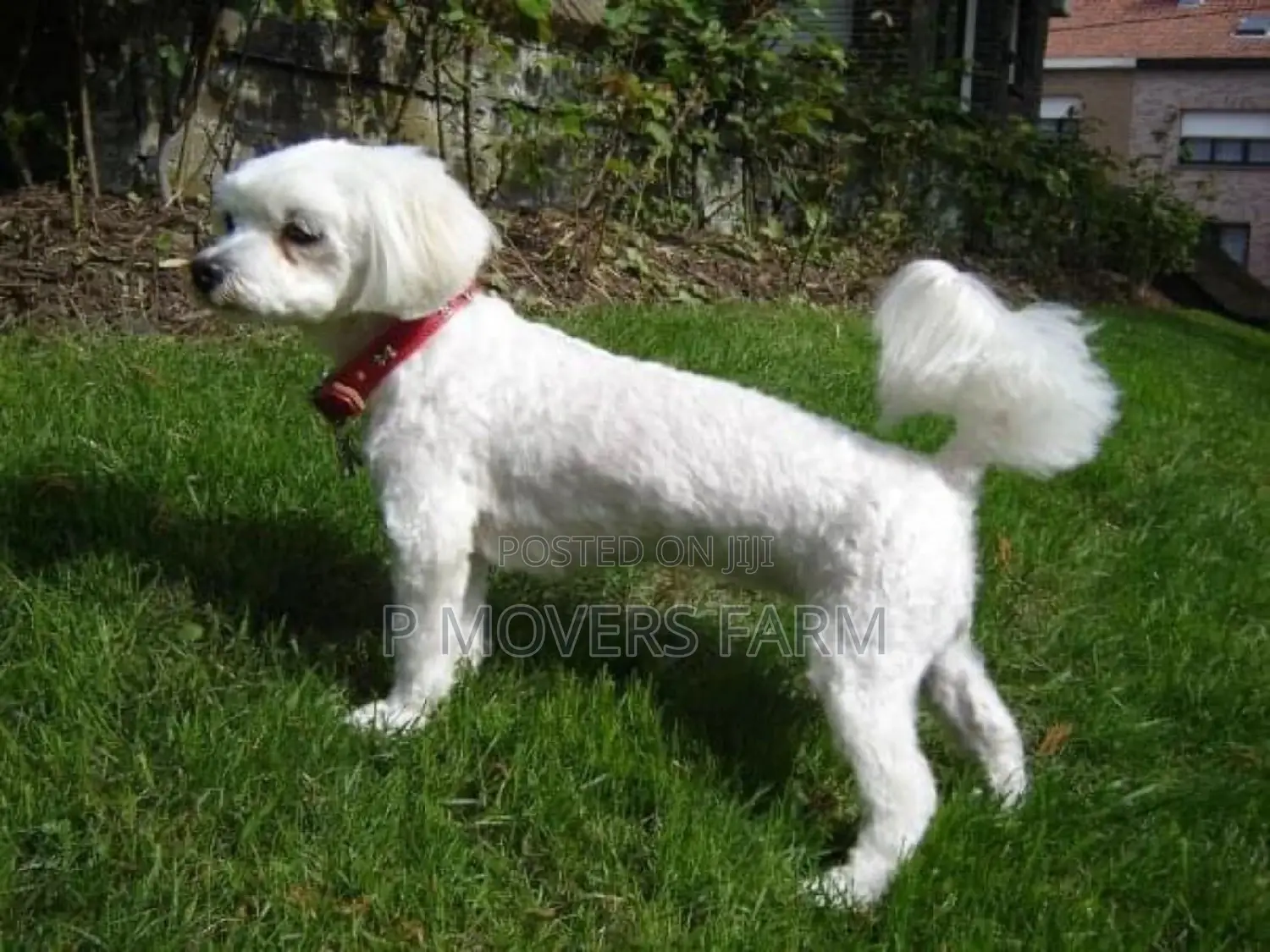 1-3 months Male Purebred Maltese