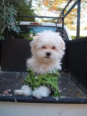 1-3 months Male Purebred Maltese
