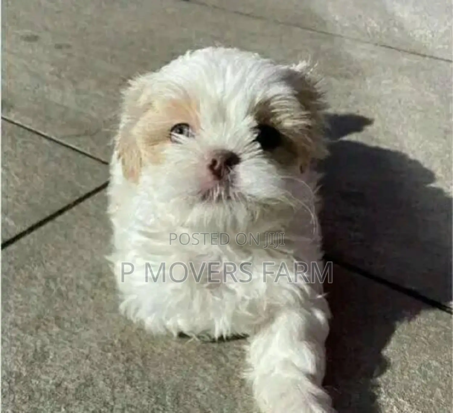1-3 months Male Purebred Maltese
