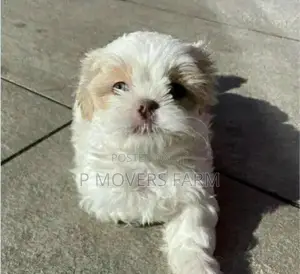 1-3 months Male Purebred Maltese