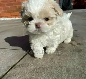 1-3 months Male Purebred Poodle