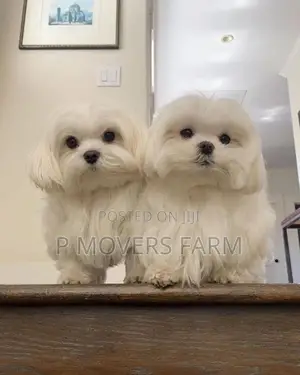 1-3 months Female Purebred Maltese