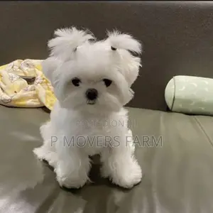 1-3 months Male Purebred Lhasa Apso