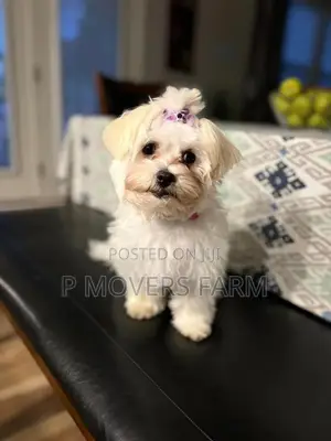 1-3 months Female Purebred Maltese