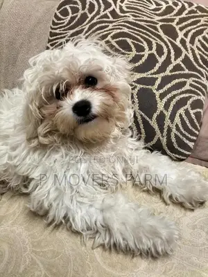 1-3 months Male Purebred Bichon Frise