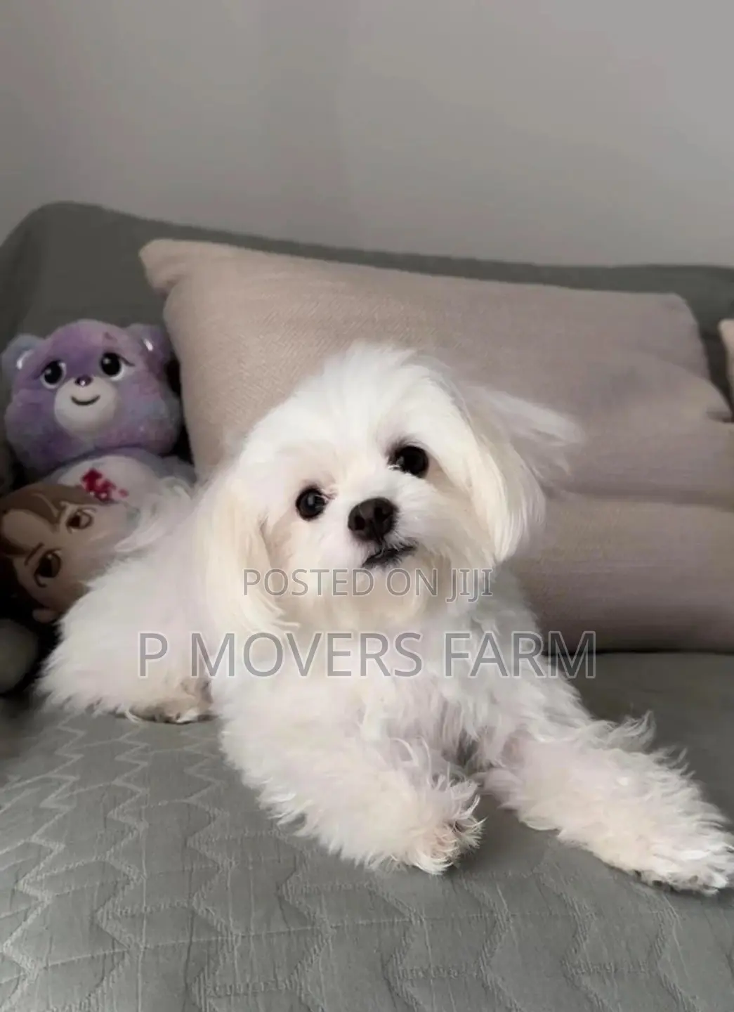 1-3 months Male Purebred Maltese