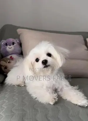 1-3 months Male Purebred Maltese