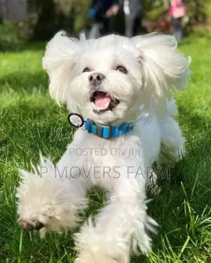 1-3 months Male Purebred Maltese