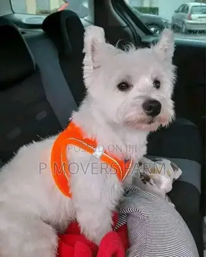 1-3 months Male Purebred Maltese