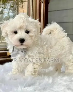 1-3 months Male Purebred Maltese