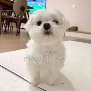 1-3 months Male Purebred Maltese