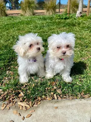 1-3 months Male Purebred Maltese