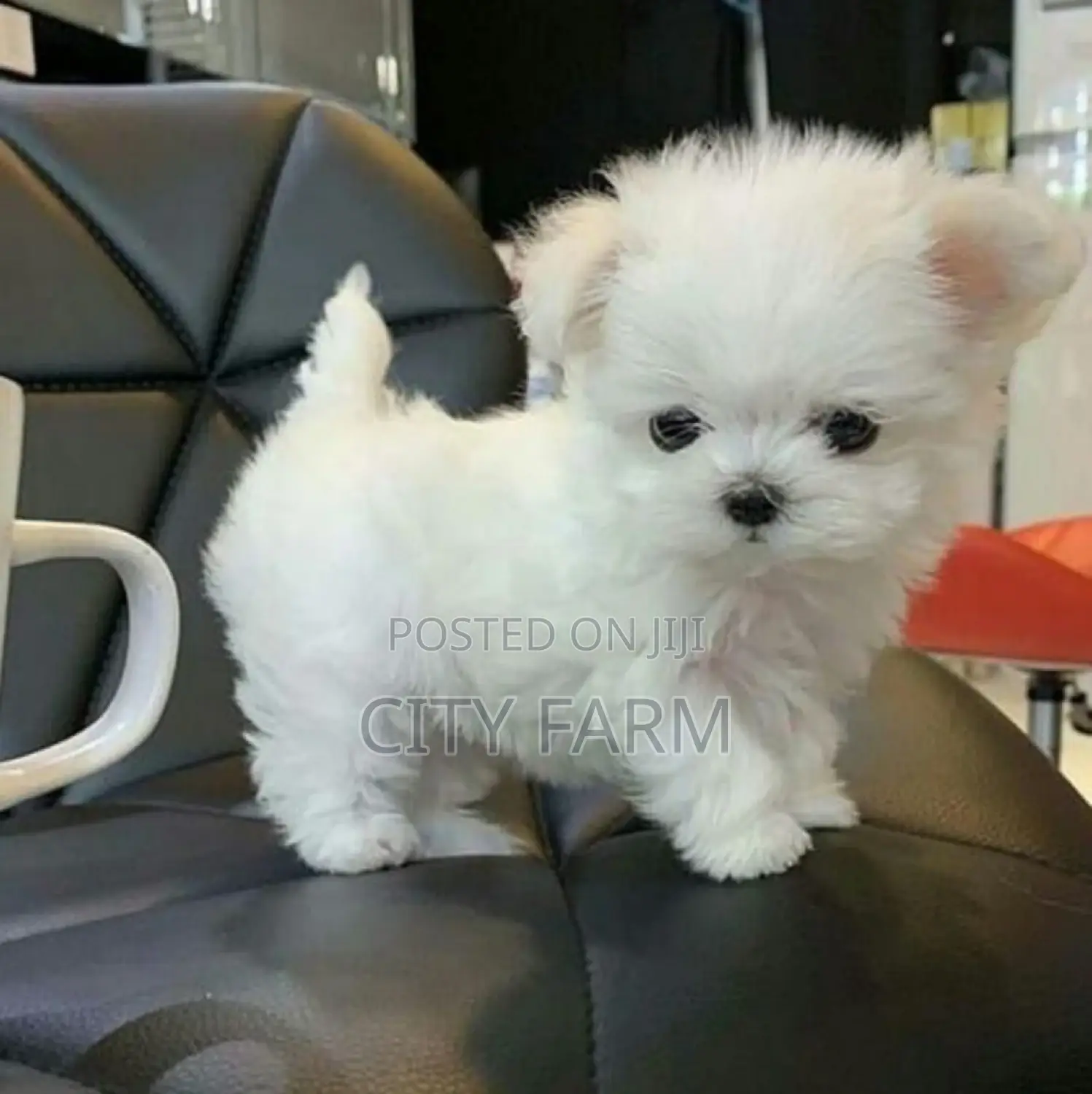 1-3 months Male Purebred Maltese