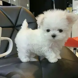 1-3 months Male Purebred Maltese