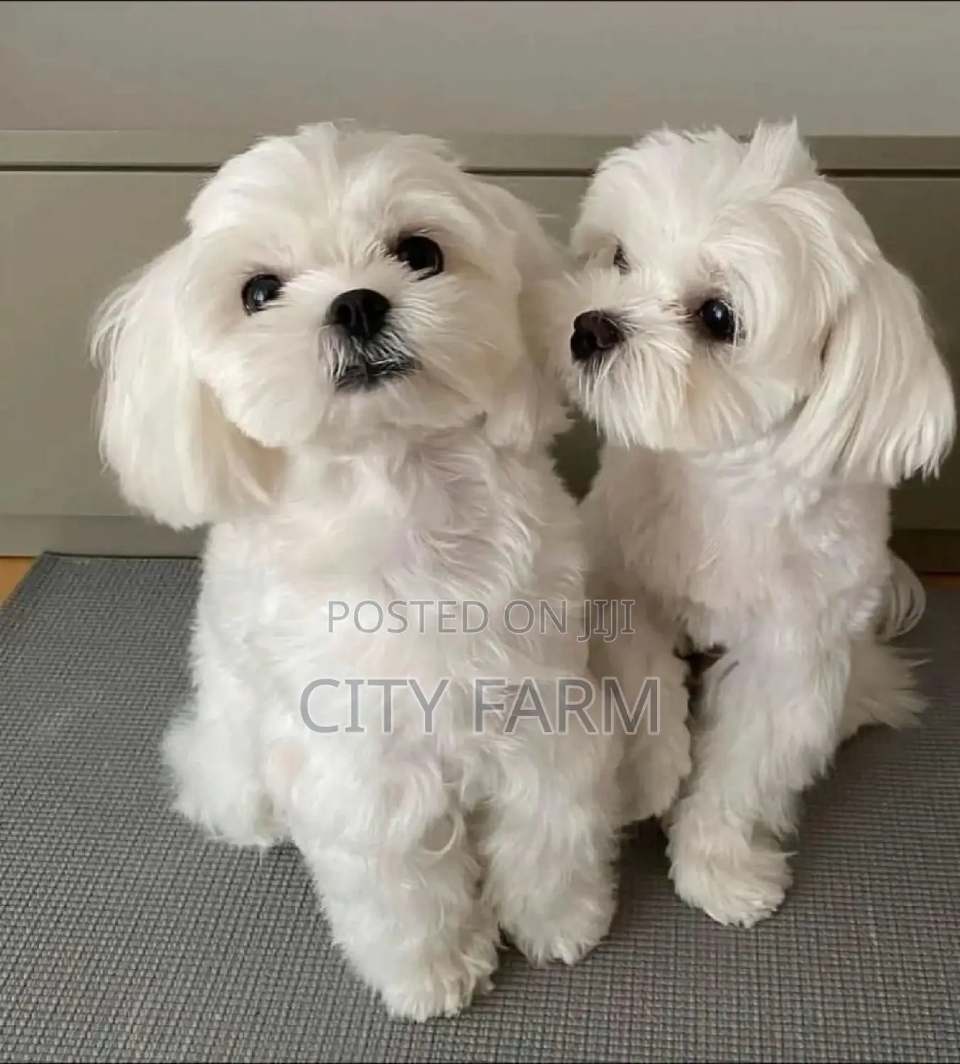 1-3 months Male Purebred Maltese