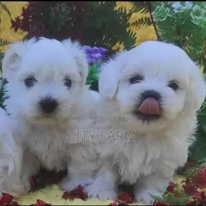 3-6 months Male Purebred Maltese