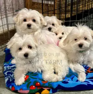 1-3 months Male Purebred Maltese