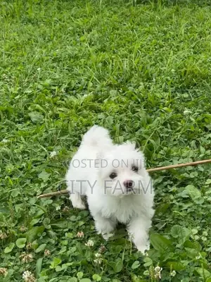 3-6 months Female Purebred Maltese