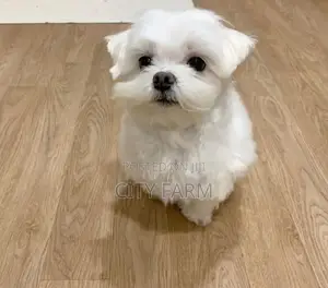 1-3 months Male Purebred Maltese