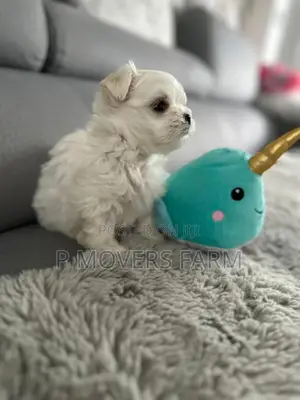 1-3 months Male Purebred Maltese