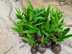 Yellow and Green Dwarf Coconut Seedlings.