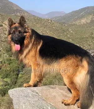 3-6 months Female Purebred German Shepherd