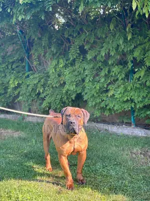 3-6 months Male Purebred Boerboel