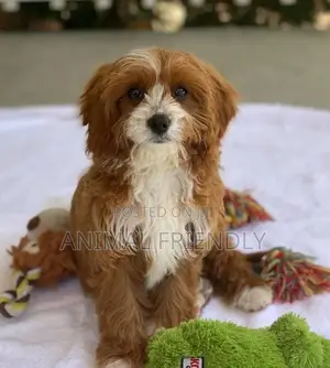 1-3 months Female Purebred Lhasa Apso