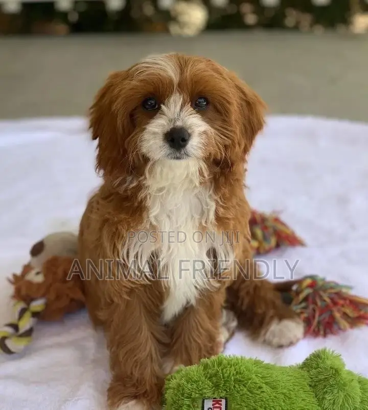 1-3 months Female Purebred Lhasa Apso