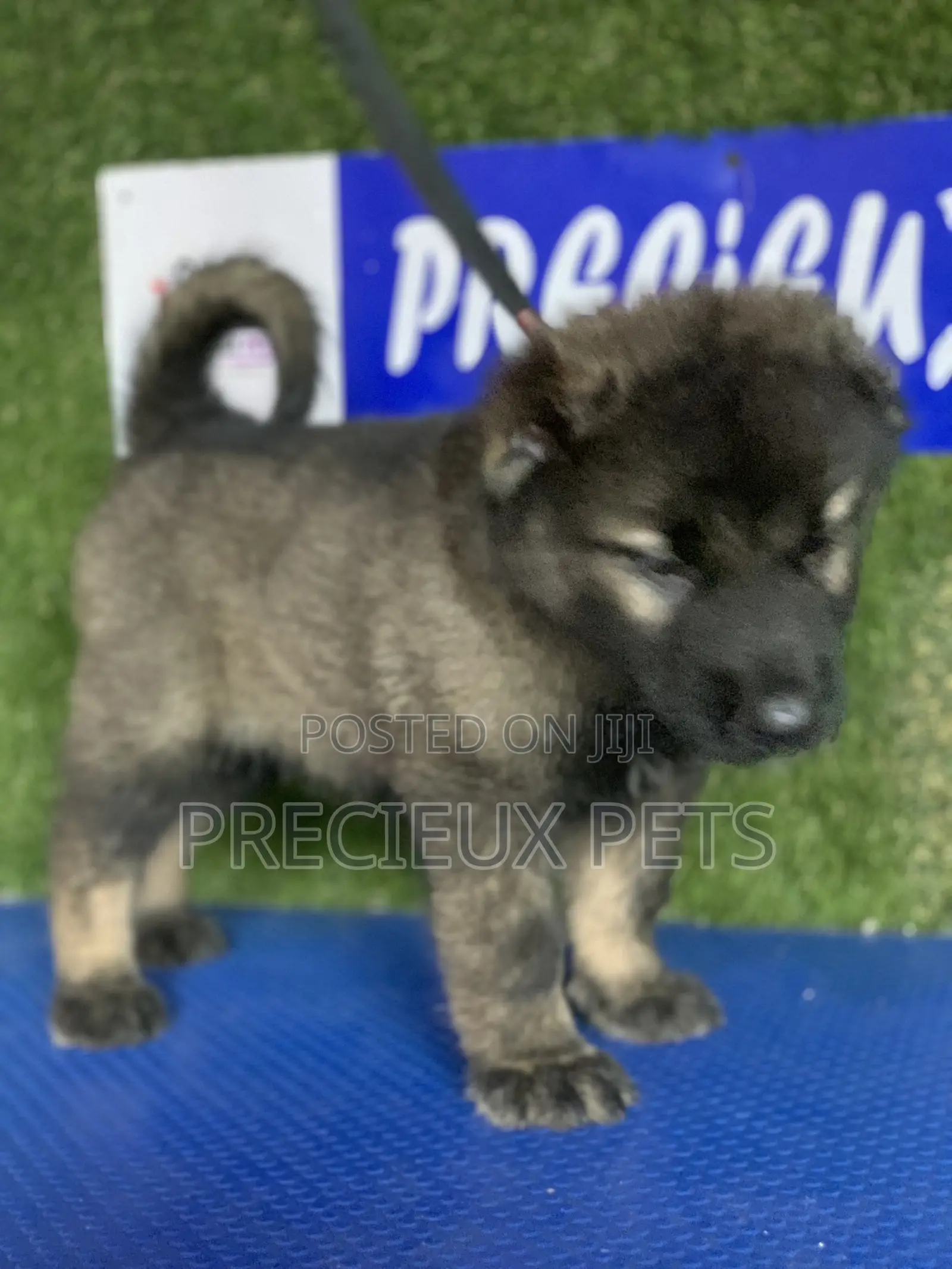 1-3 months Female Purebred Caucasian Shepherd