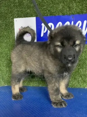 1-3 months Female Purebred Caucasian Shepherd