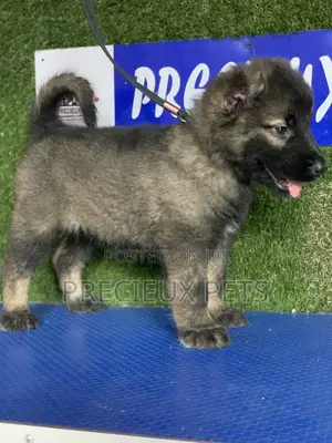 1-3 months Female Purebred Caucasian Shepherd