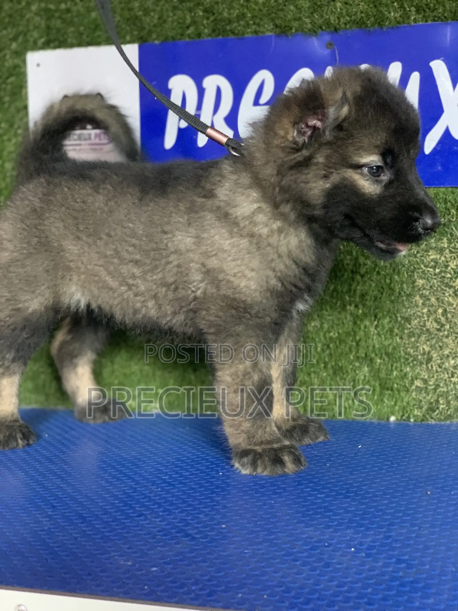 1-3 months Female Purebred Caucasian Shepherd