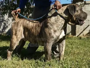 1-3 months Female Purebred Boerboel