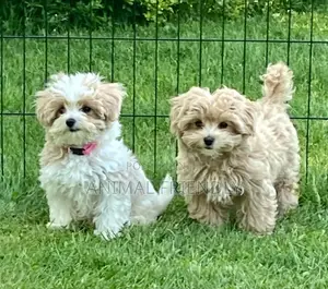 1-3 months Female Purebred Maltese