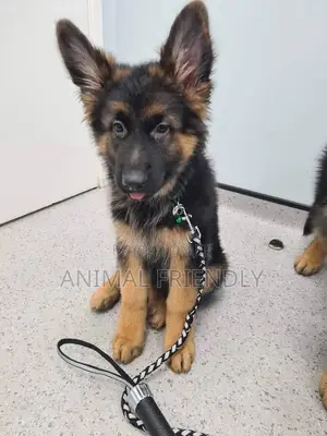 1-3 months Female Purebred German Shepherd